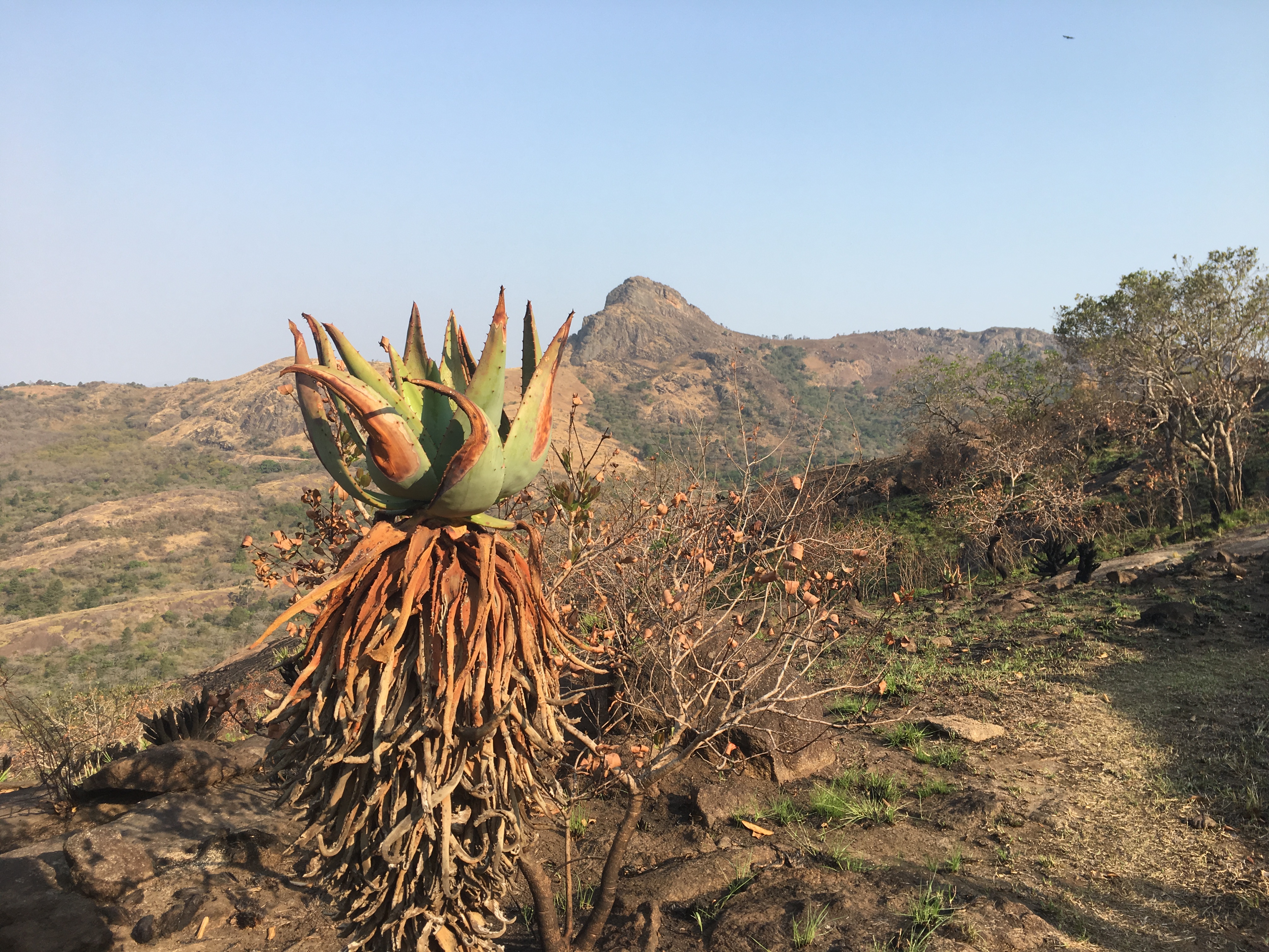 Wilde Aloe während der Trockenzeit nach einem Buschbrand
