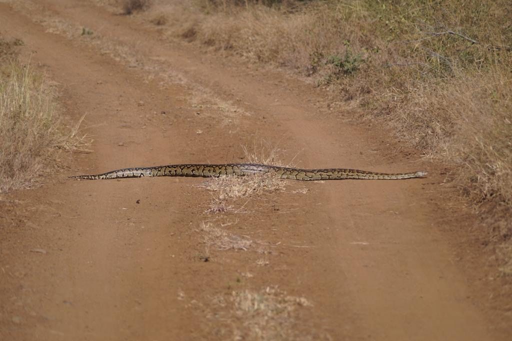 Manche bevorzugen Schlangen nur auf einer Online Safari zu sehen
