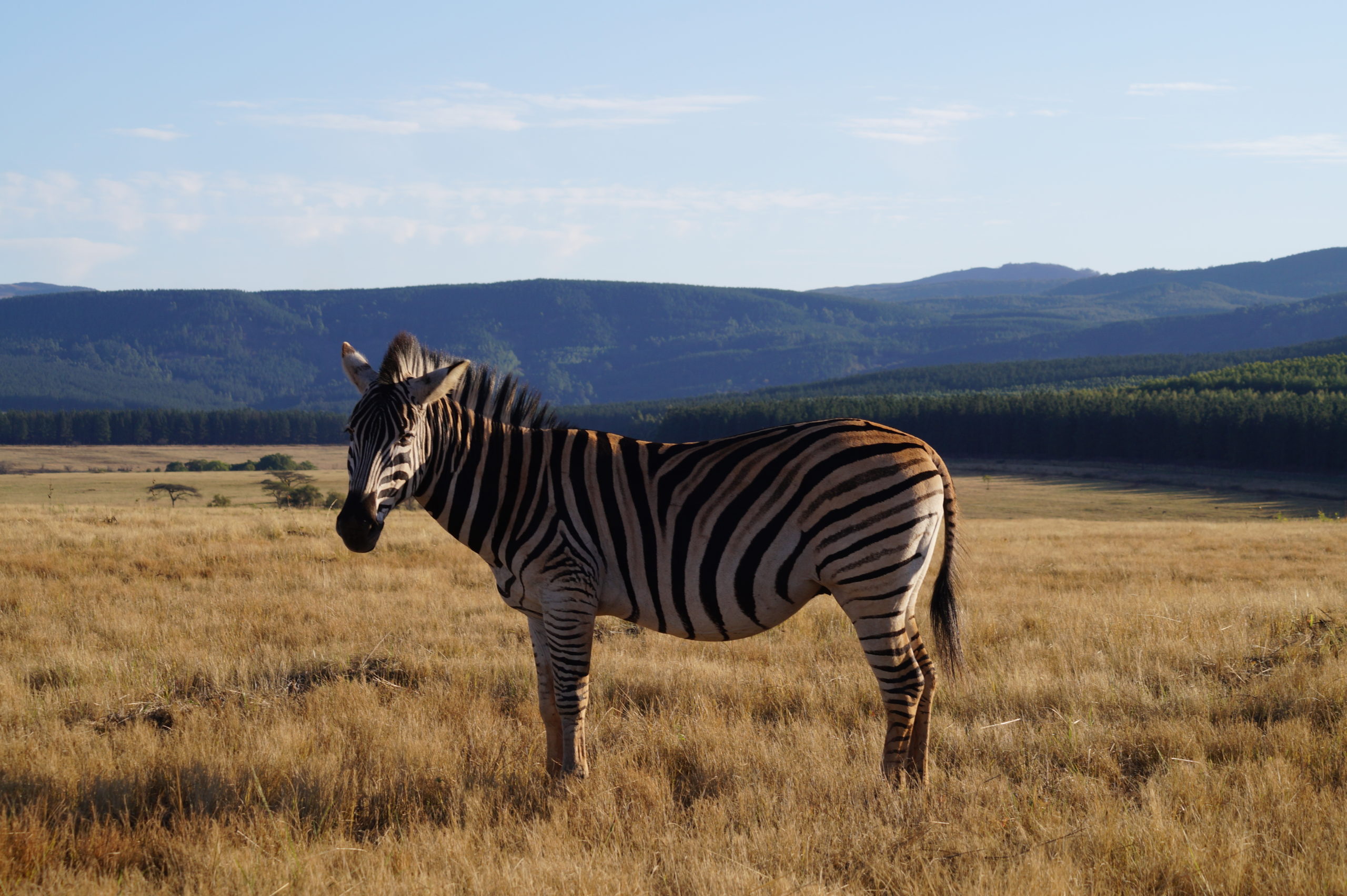 Zebra im Mlilwane Wildlife Sanctuary